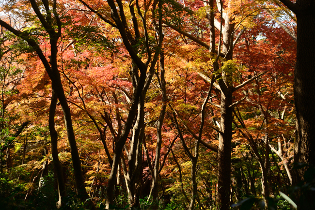 DSC_6706-2.jpg