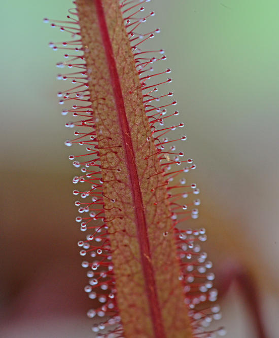 DSC_6736-2.jpg
