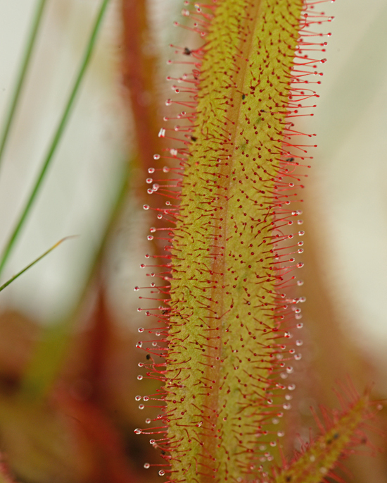 DSC_6784-2.jpg