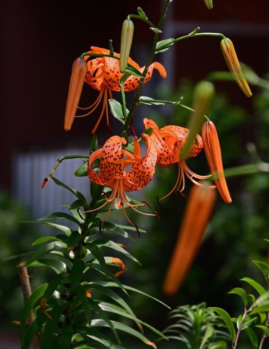 DSC_6976-2.jpg