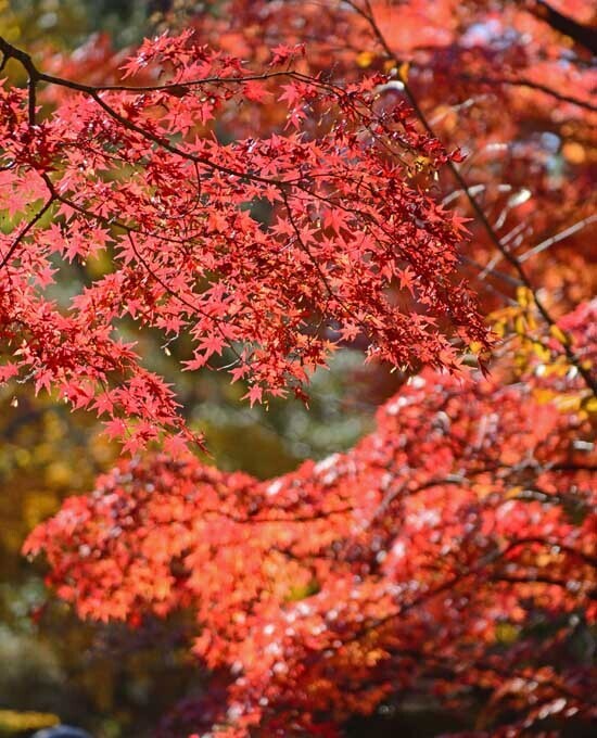 DSC_6991-2.jpg