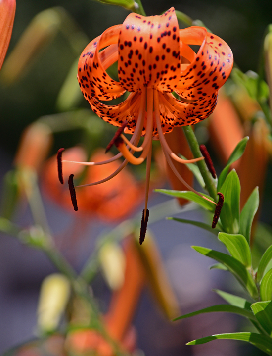 DSC_6993-2.jpg