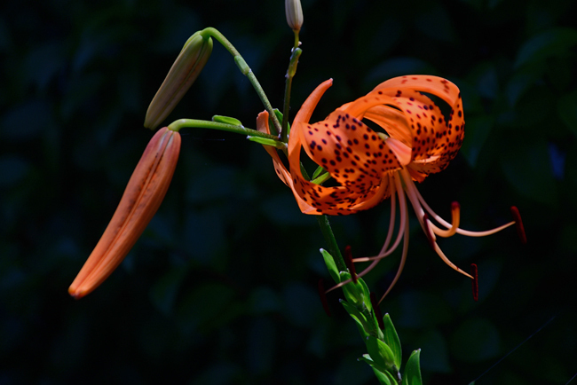 DSC_7003-2.jpg
