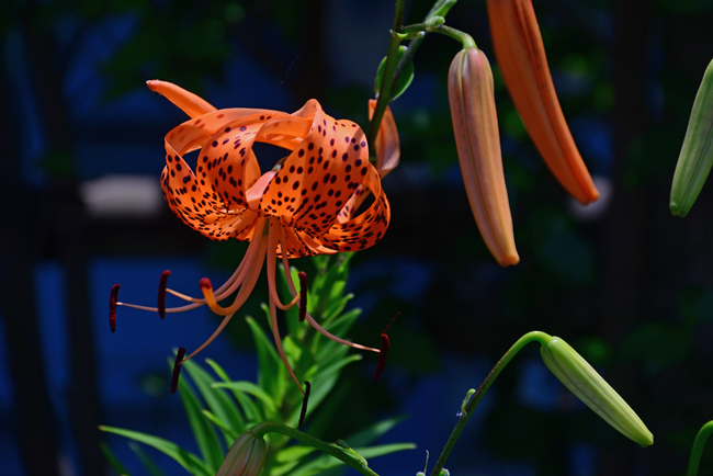 DSC_7004-2.jpg