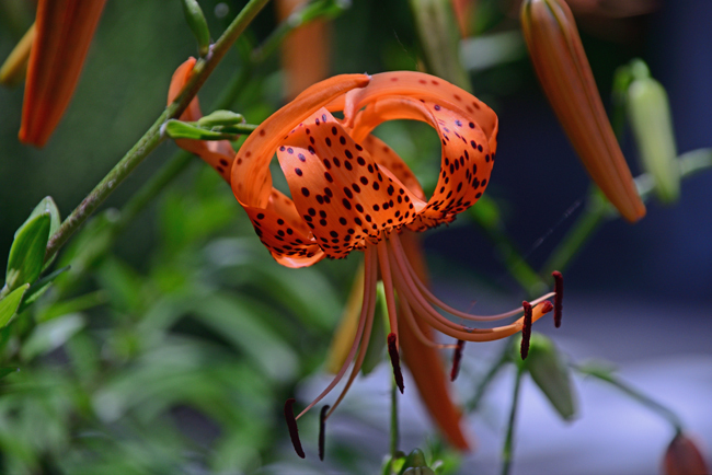 DSC_7015-2.jpg