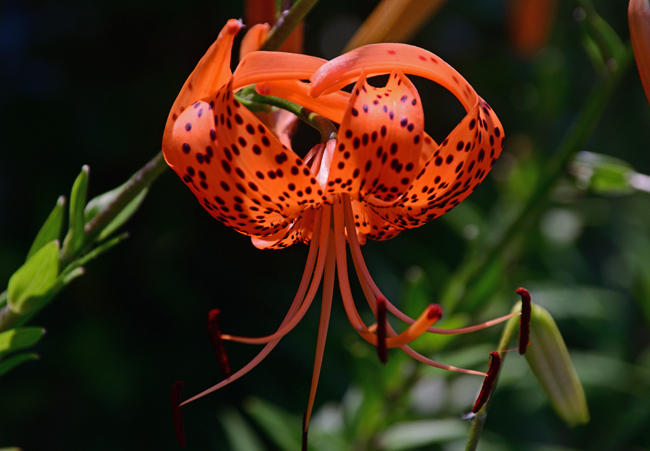 DSC_7017-2.jpg