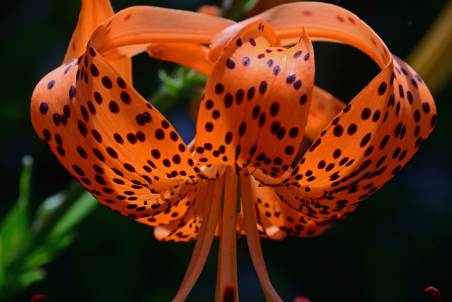 DSC_7030-2.jpg