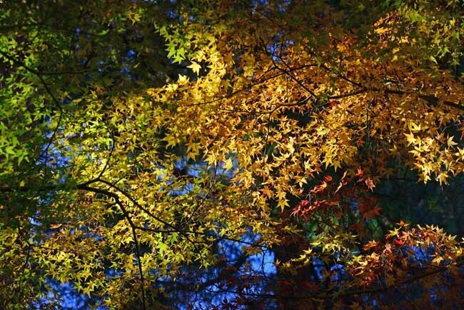 DSC_7069-2.jpg