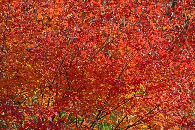 DSC_7171-2.jpg