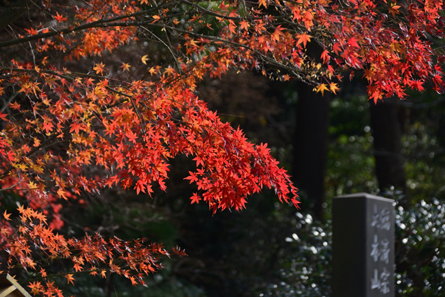 DSC_7389-2.jpg