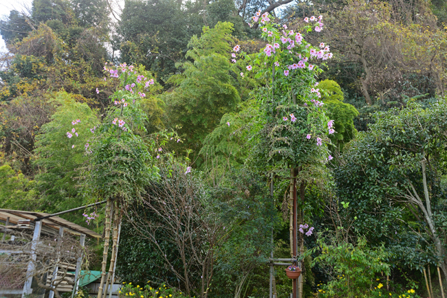 DSC_7452-2.jpg