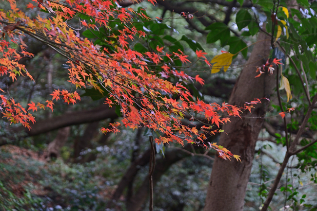 DSC_7457-2.jpg