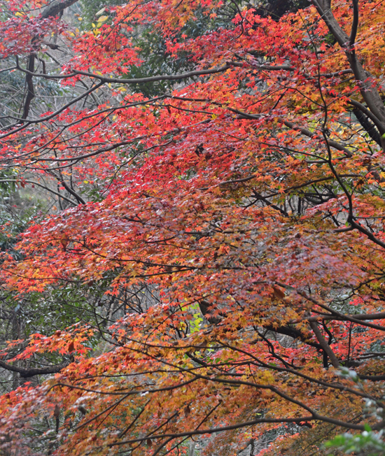DSC_7478-2.jpg