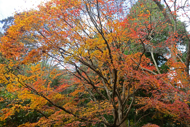 DSC_7502-2.jpg