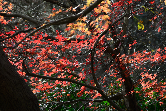 DSC_7518-2.jpg