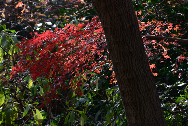 DSC_7524-2.jpg