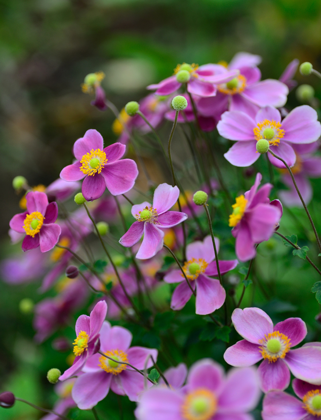 DSC_7660-2.jpg
