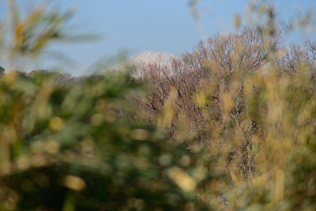 DSC_7678-2.jpg