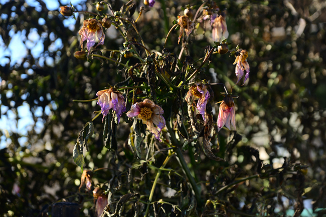 DSC_7679-2.jpg