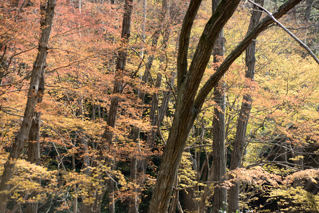 DSC_7724-2.jpg