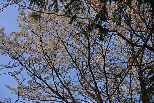 DSC_7786-2.jpg