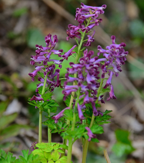 DSC_7815-2.jpg