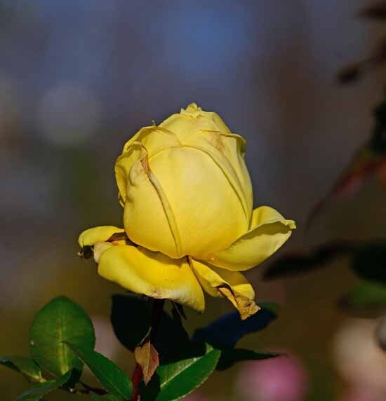 DSC_8107-2.jpg