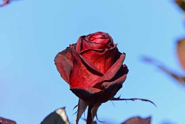 DSC_8110-2.jpg