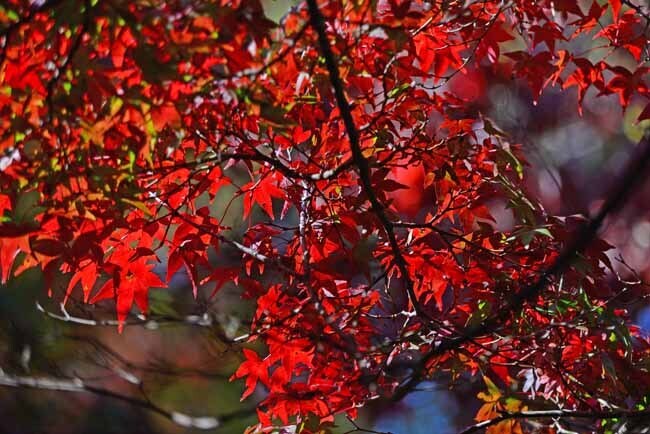 DSC_8248-2.jpg