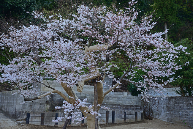 DSC_8256-2.jpg