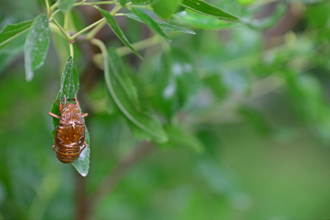 DSC_8384-2.jpg