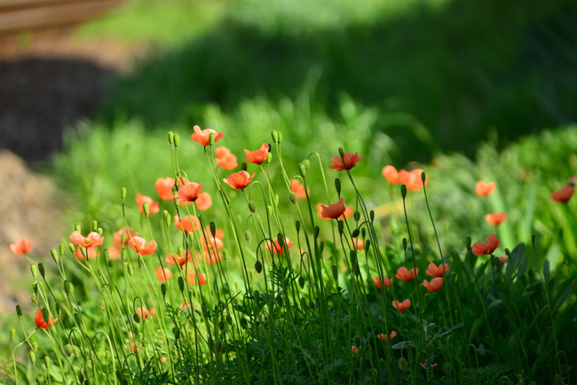 DSC_9207-2.jpg