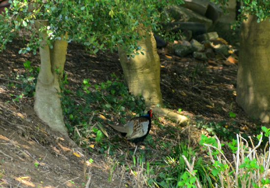 DSC_9377-2.jpg