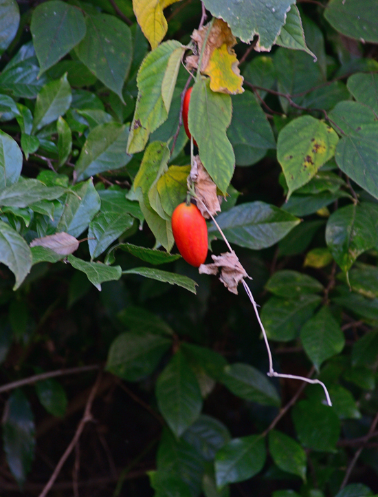 DSC_9412-2.jpg