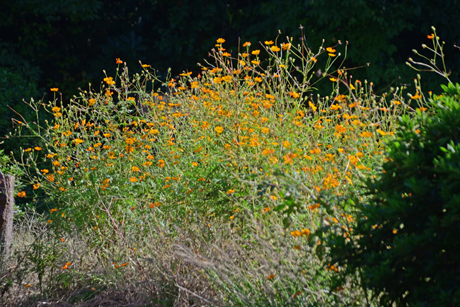 DSC_9458-2.jpg