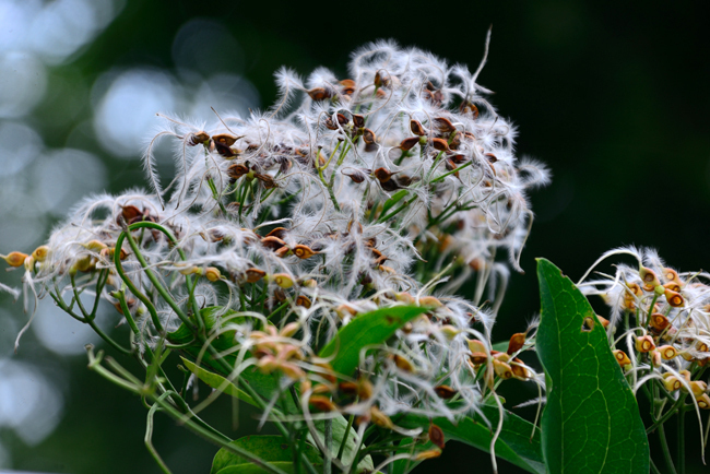 DSC_9748-2.jpg