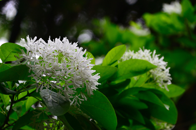 DSC_9995-2.jpg
