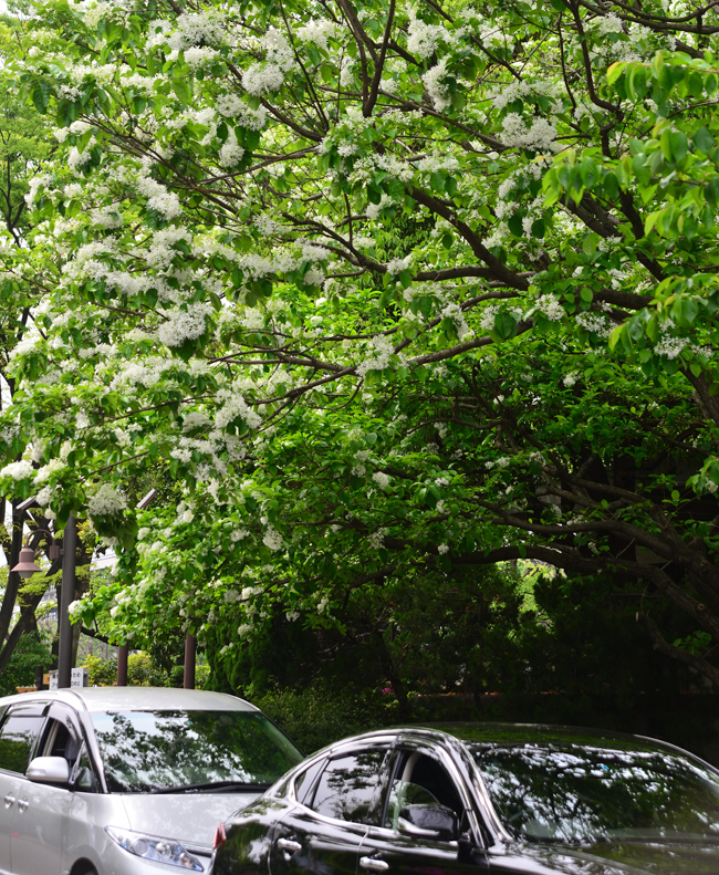 DSC_9998-2.jpg