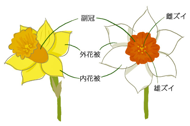 narcissus_072.jpg